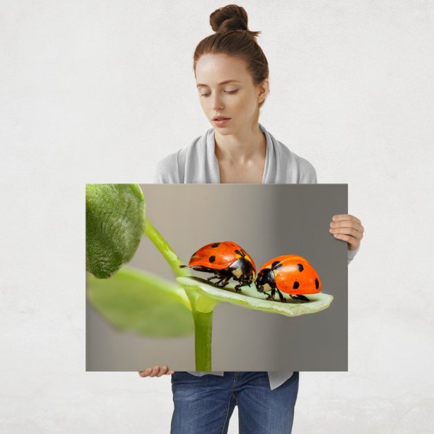 Plakat metalowy biedronki L