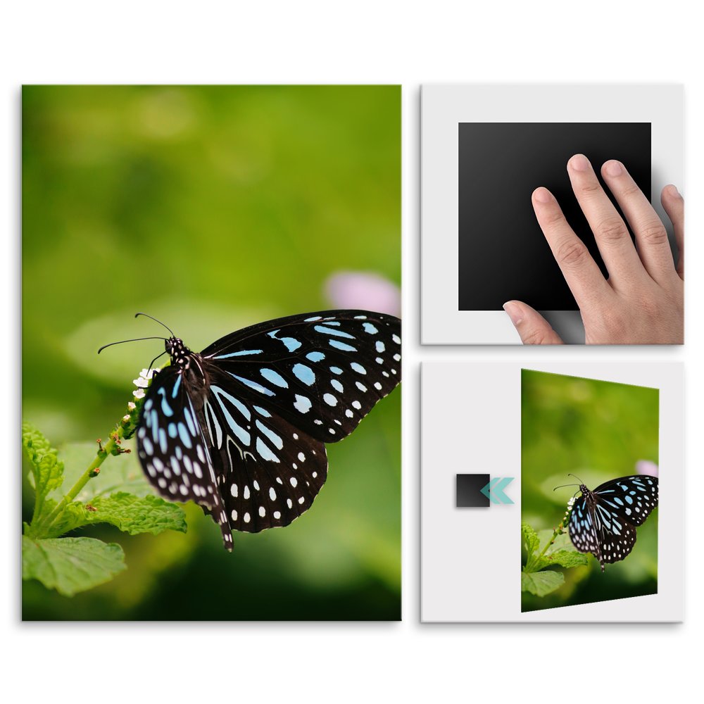 Plakat metalowy motyl M