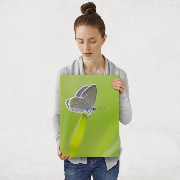 Plakat metalowy motyl M