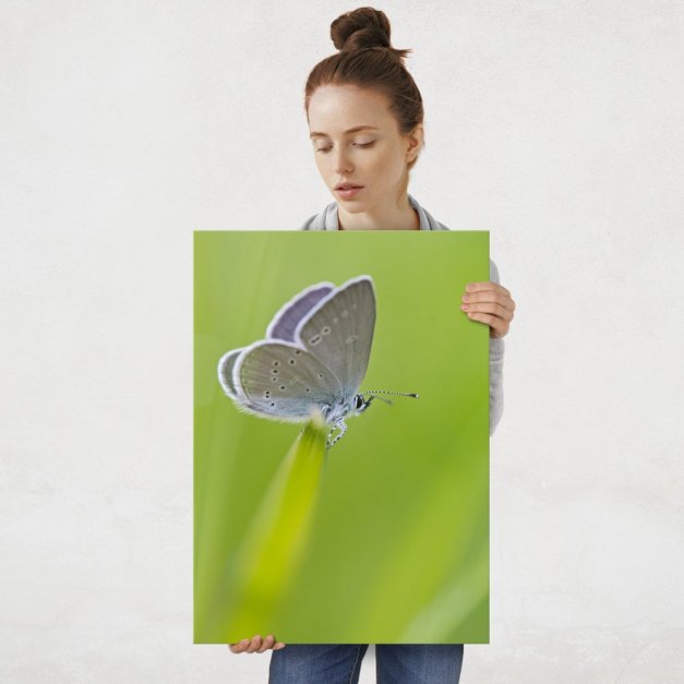 Plakat metalowy motyl L