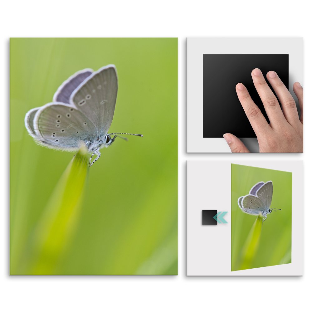Plakat metalowy motyl L