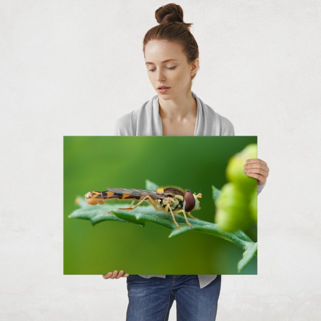 Plakat metalowy ważka L