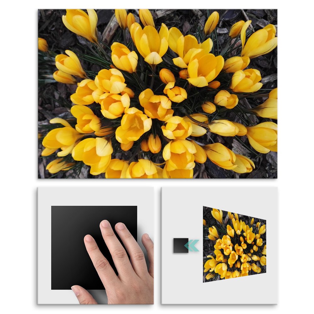 Plakat metalowy zote tulipany L
