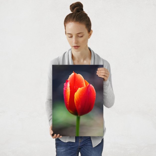 Plakat metalowy tulipan M
