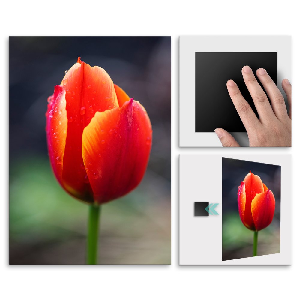Plakat metalowy tulipan M