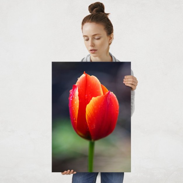 Plakat metalowy tulipan L