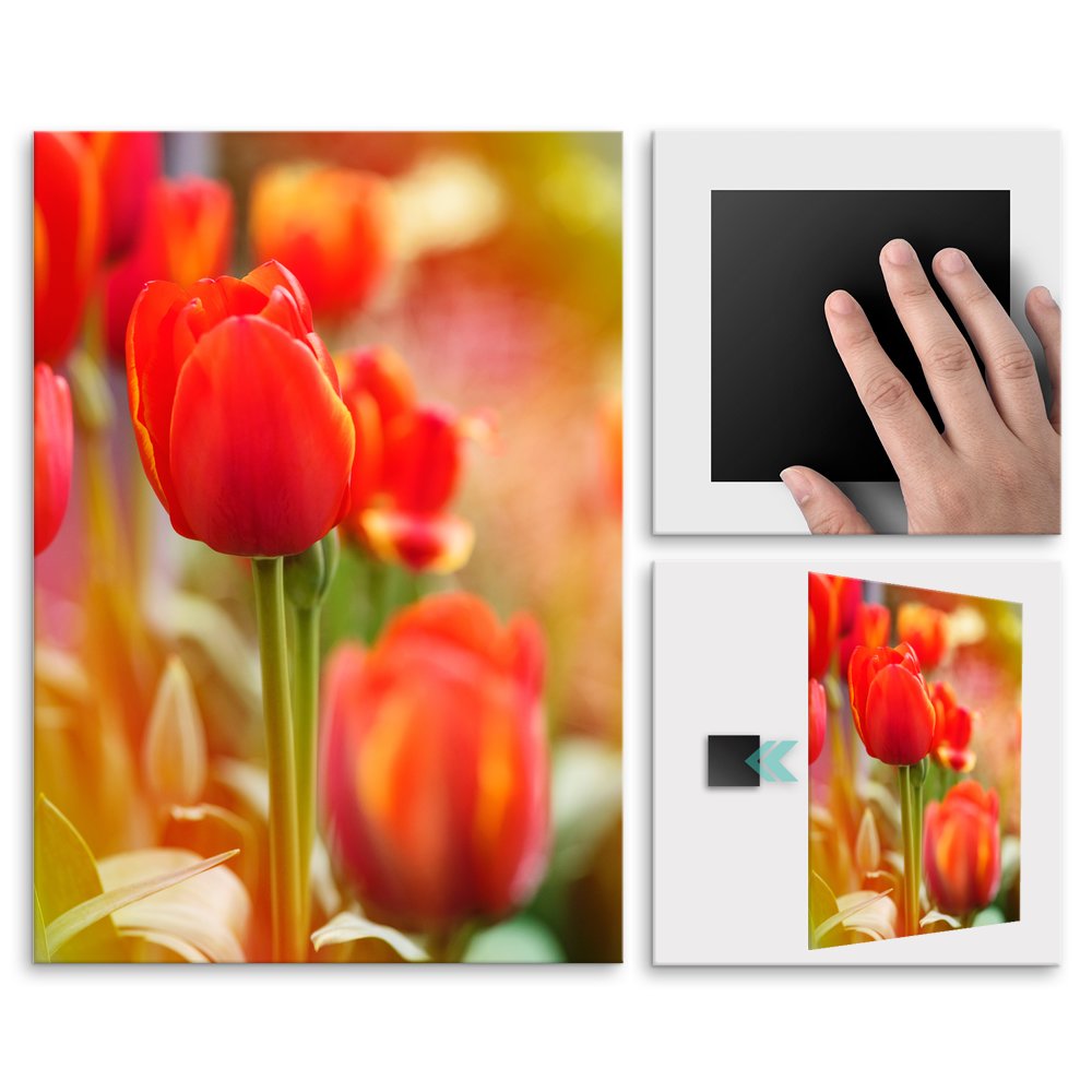 Plakat metalowy tulipany L