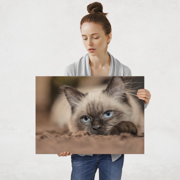 Plakat metalowy kot syjamski L