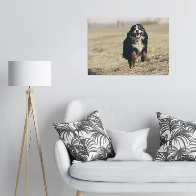 Plakat metalowy berneński pies na polu L