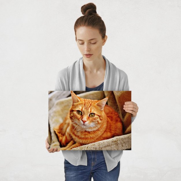 Plakat metalowy pomarańczowy kot na brązowej sofie M
