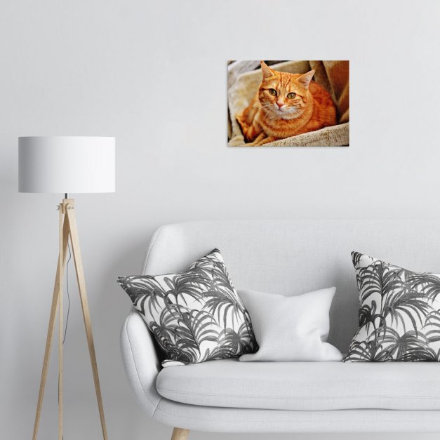 Plakat metalowy pomarańczowy kot na brązowej sofie M