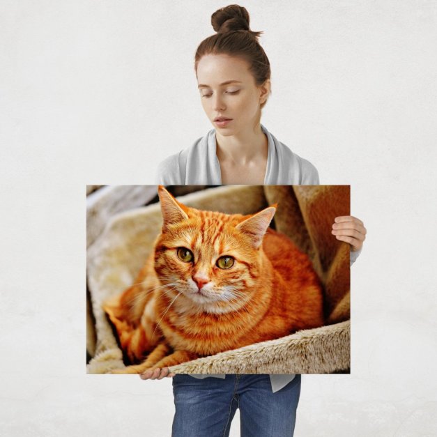 Plakat metalowy pomarańczowy kot na brązowej sofie L