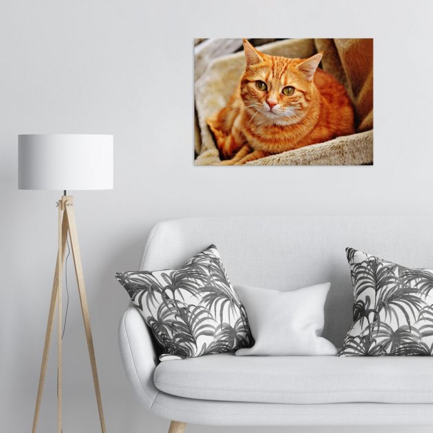 Plakat metalowy pomarańczowy kot na brązowej sofie L