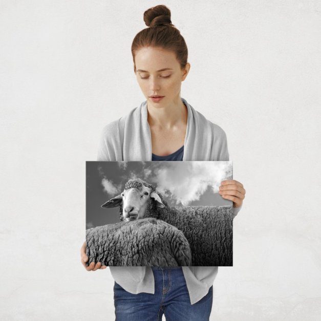Plakat metalowy owca M