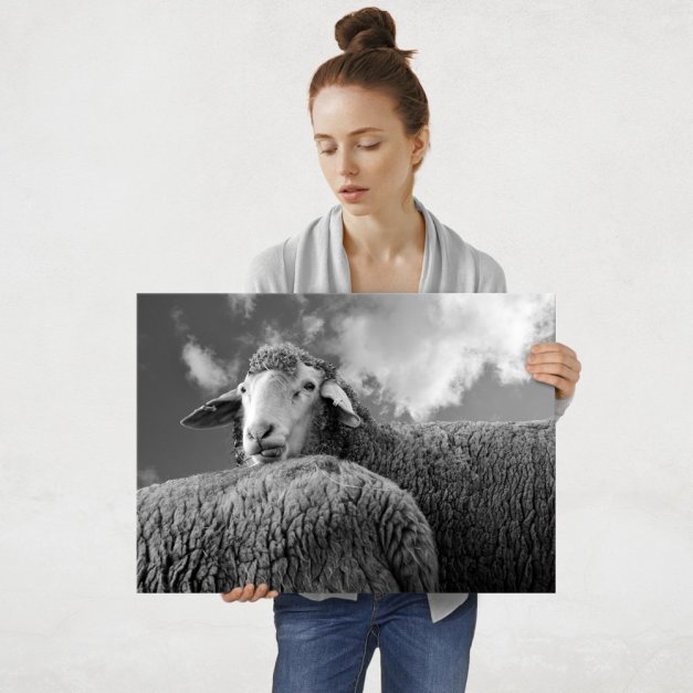Plakat metalowy owca L