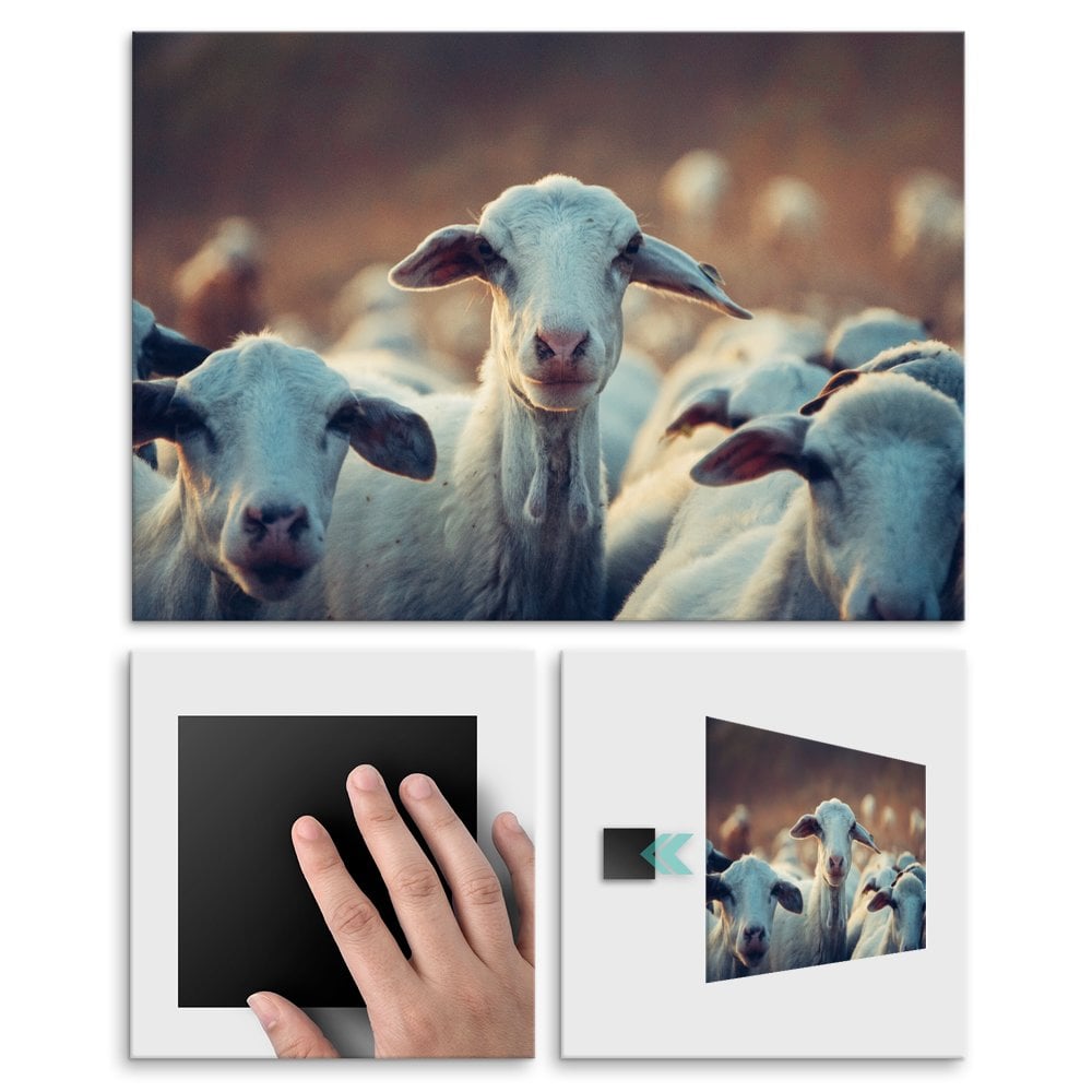 Plakat metalowy stado owiec M