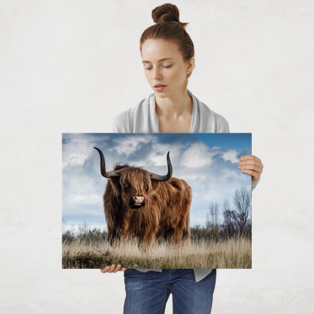 Plakat metalowy szkocka krowa L
