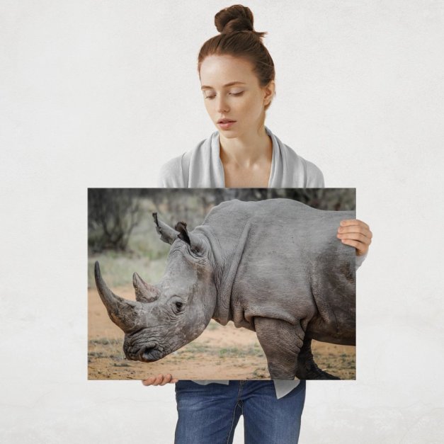 Plakat metalowy nosorożec L