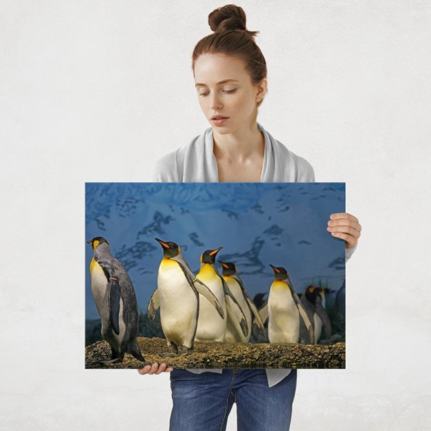Plakat metalowy pingwiny L