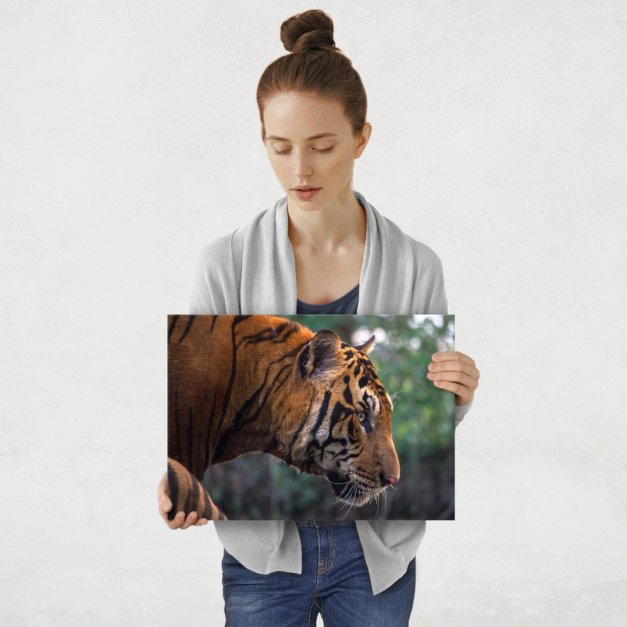 Plakat metalowy tygrys na polowaniu M
