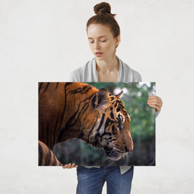 Plakat metalowy tygrys na polowaniu L