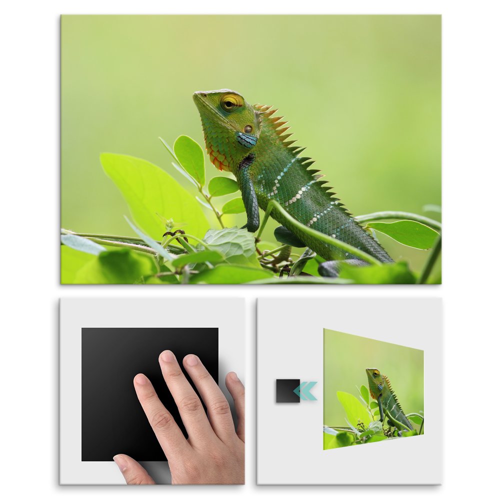 Plakat metalowy kameleon M