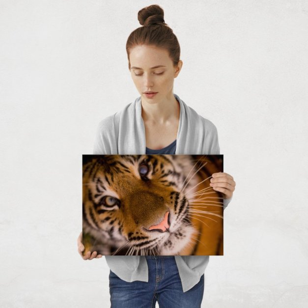 Plakat metalowy przyjazny tygrys M