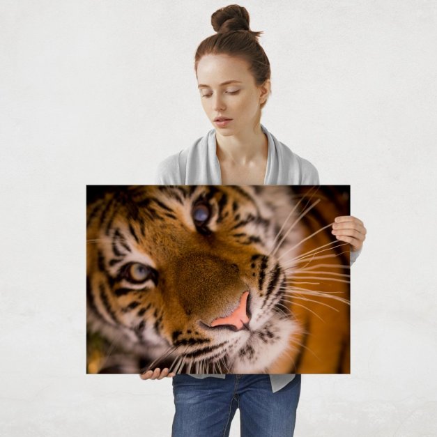 Plakat metalowy przyjazny tygrys L