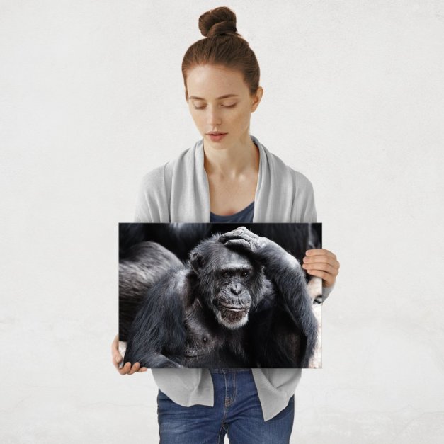 Plakat metalowy szympans M