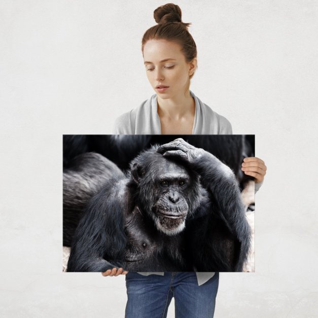 Plakat metalowy szympans L
