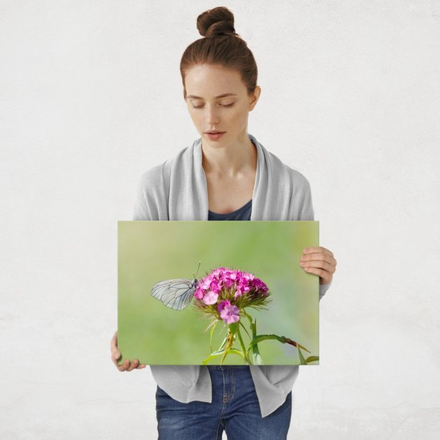 Plakat metalowy motyl M