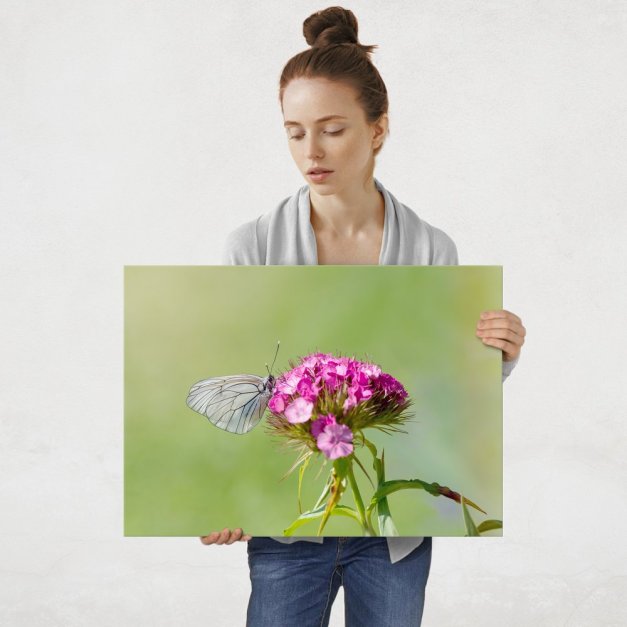 Plakat metalowy motyl L