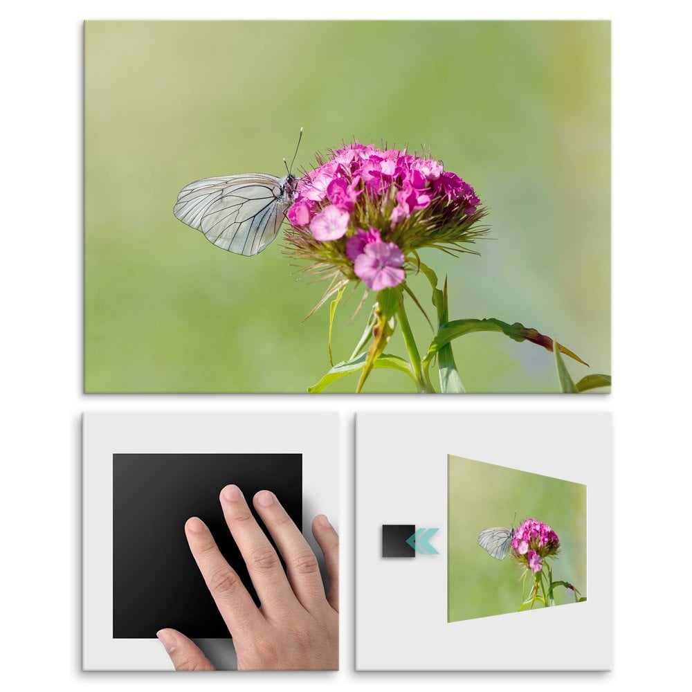 Plakat metalowy motyl L