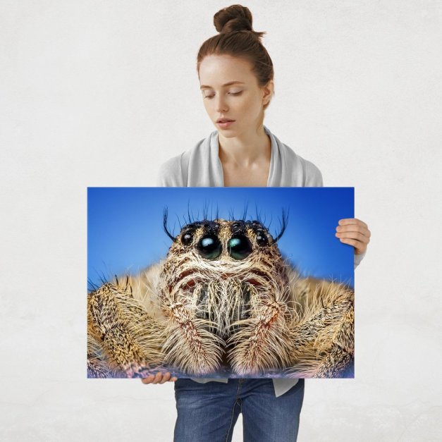 Plakat metalowy pająk L
