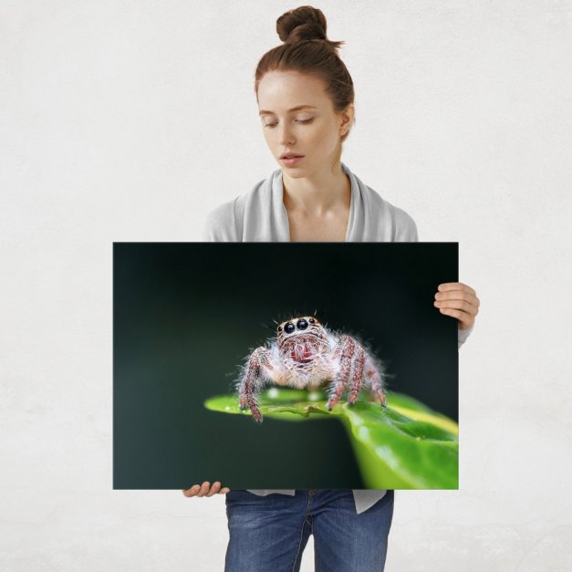 Plakat metalowy pająk na liściu L