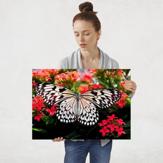 Plakat metalowy biały motyl L