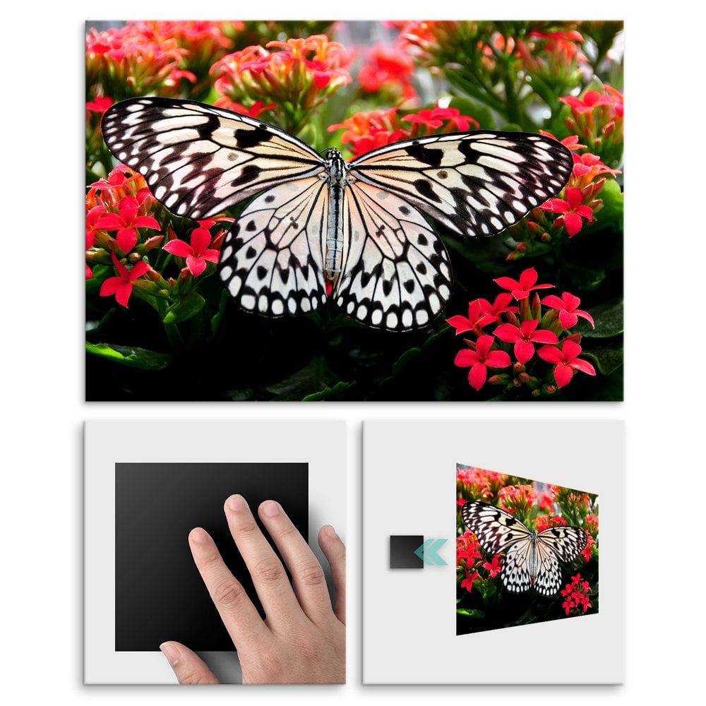 Plakat metalowy biay motyl L