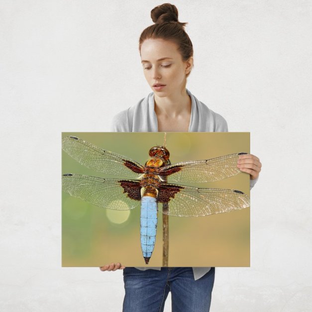Plakat metalowy brązowo-niebieska ważka L