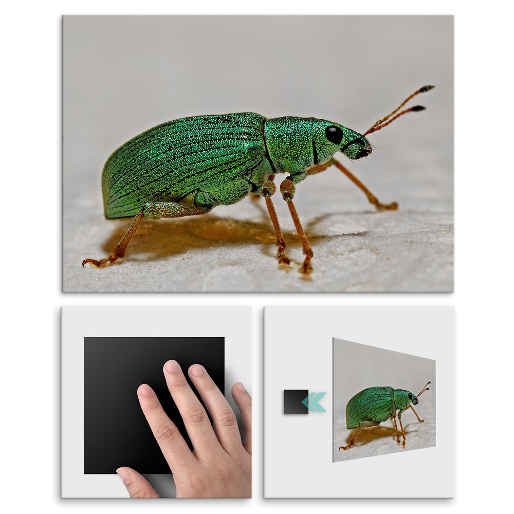 Plakat metalowy zielony owad L