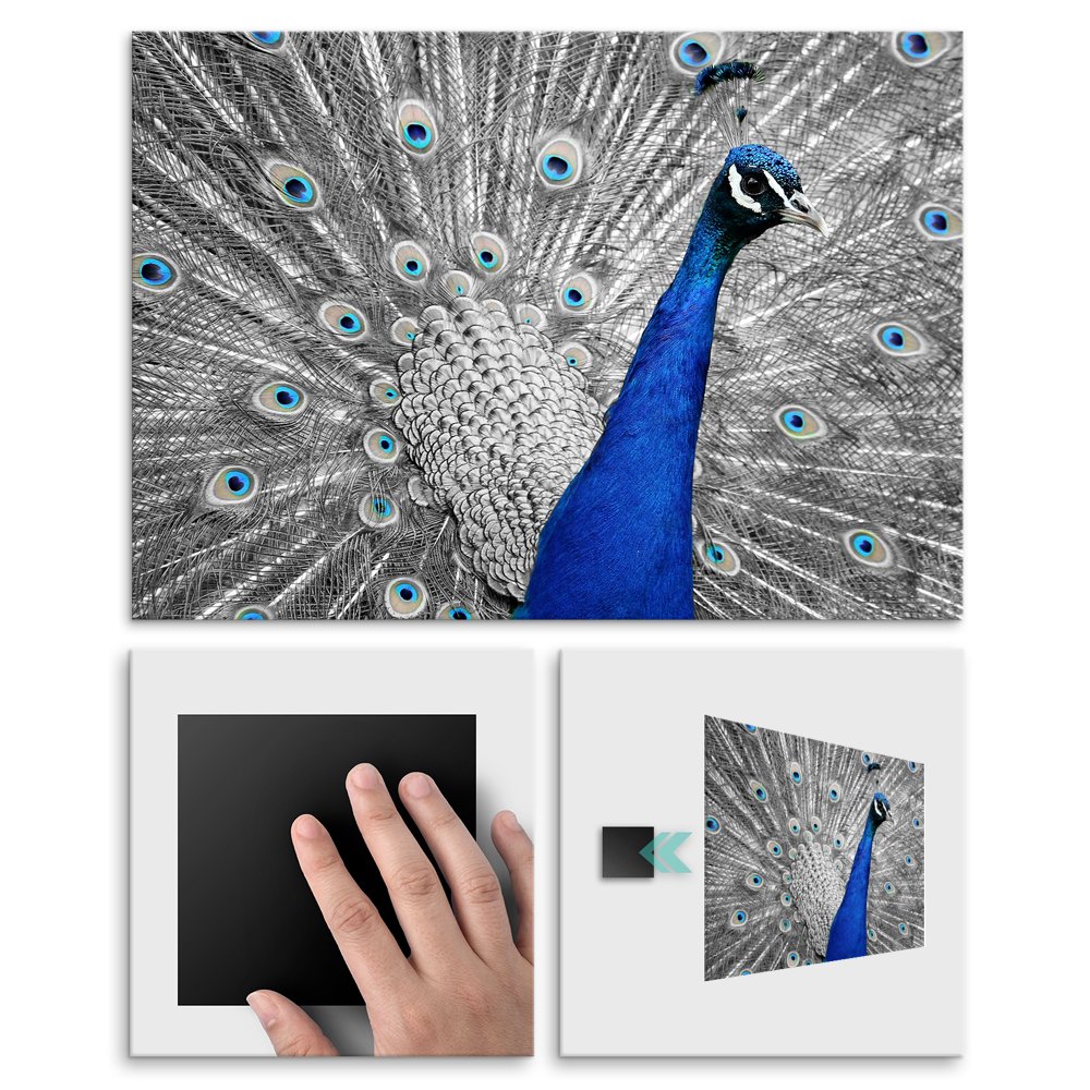 Plakat metalowy majestatyczny paw L