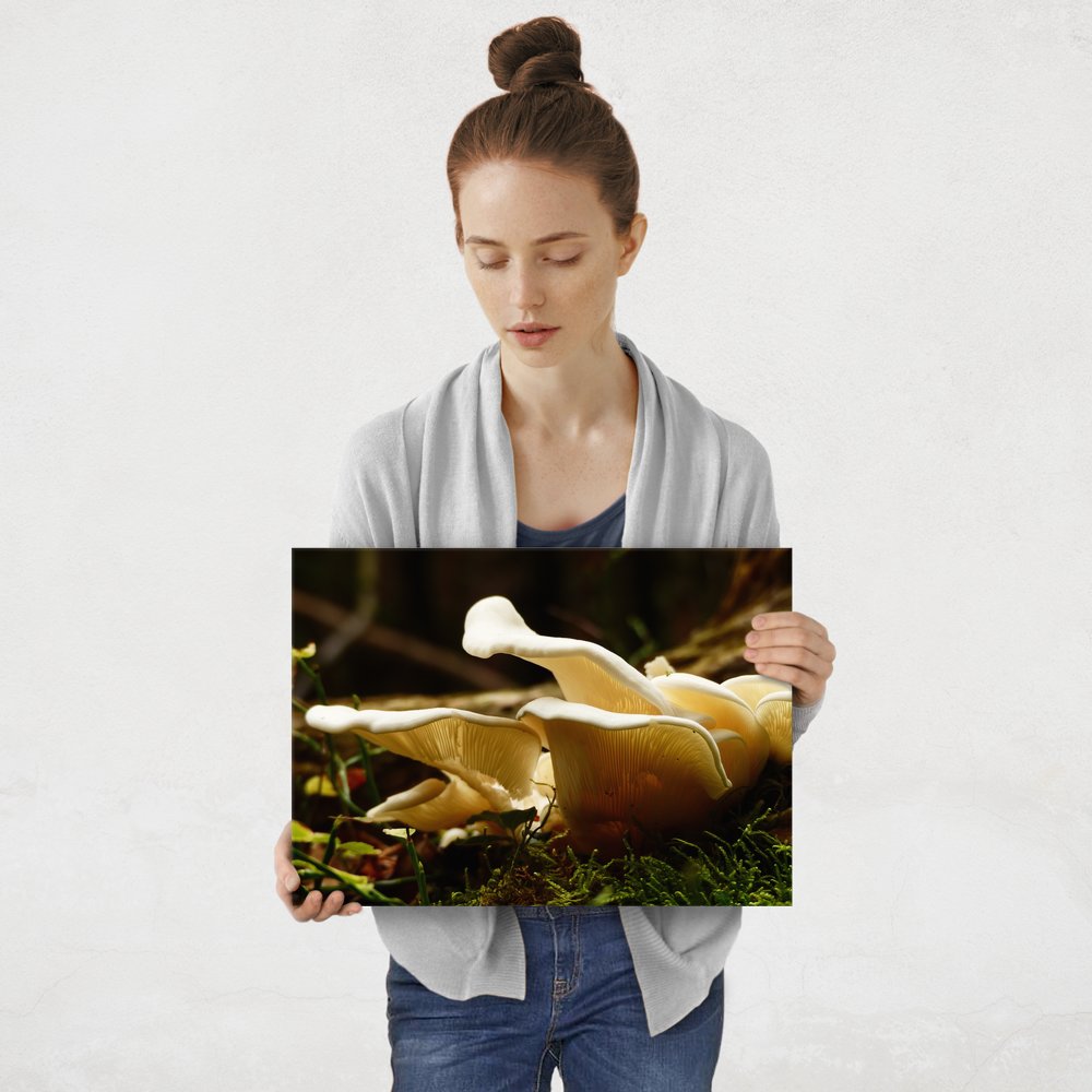 Plakat metalowy grzyby M