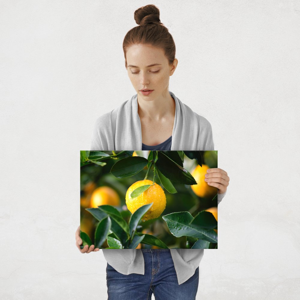 Plakat metalowy cytryny M
