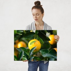 Plakat metalowy cytryny L