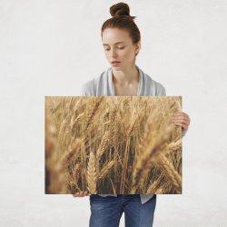 Plakat metalowy zboże L