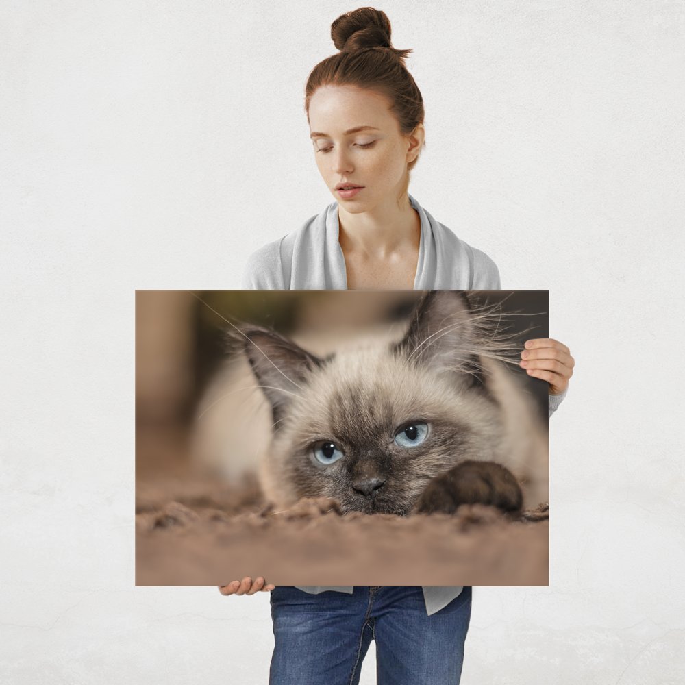 Plakat metalowy kot syjamski L