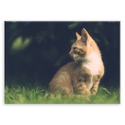 Plakat metalowy koci majestat M