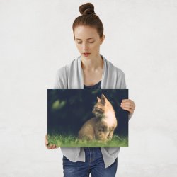 Plakat metalowy koci majestat M