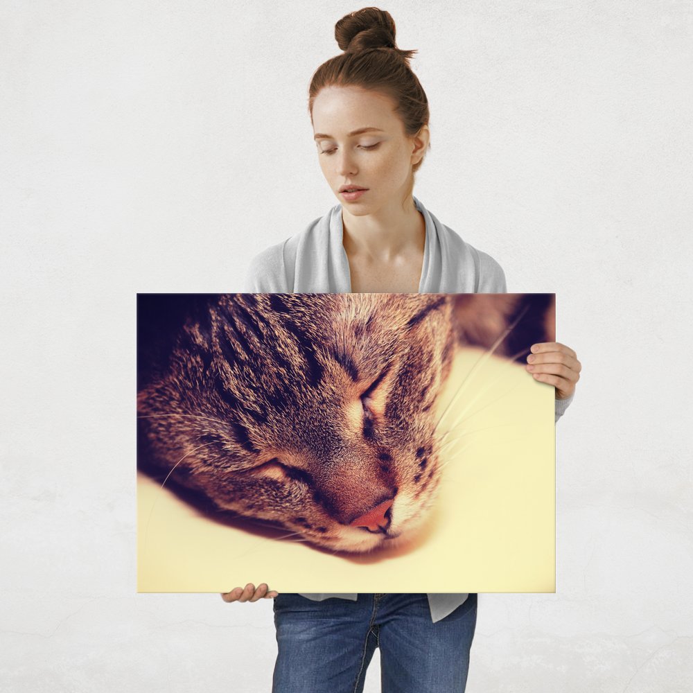 Plakat metalowy kocia drzemka L