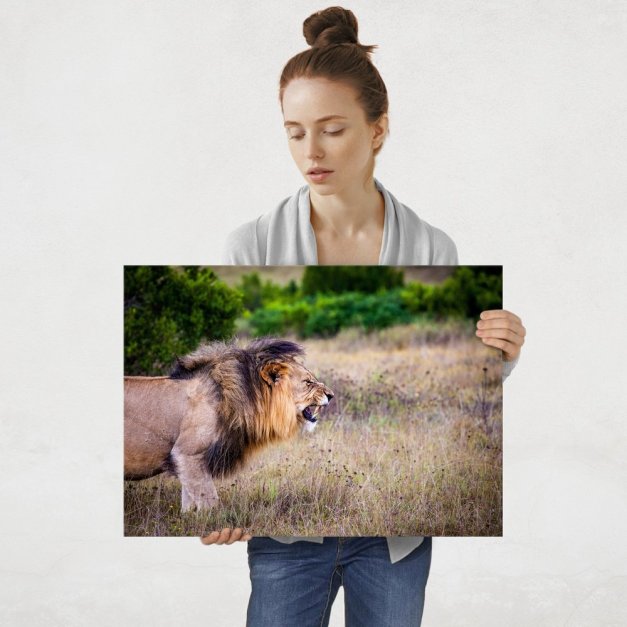 Plakat metalowy waleczny lew L