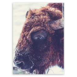 Plakat metalowy żubr M